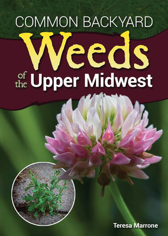 Common Backyard Weeds of the Upper Midwest by Teresa Marrone