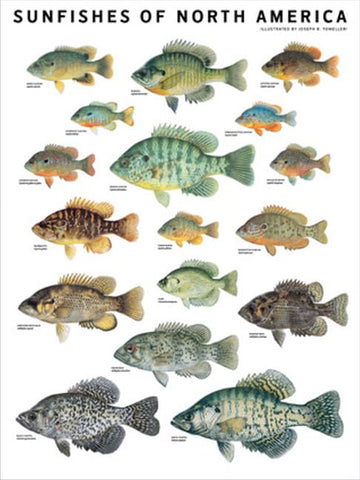Sunfishes of North America 18x24 Poster