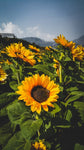 Sunflowers | Seed Grow Kit