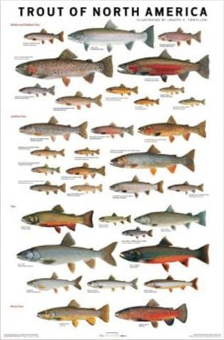 Trout of North America 24x36 Poster