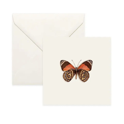 Butterflies & Moths / Card . Figure-Of-Eight Butterfly