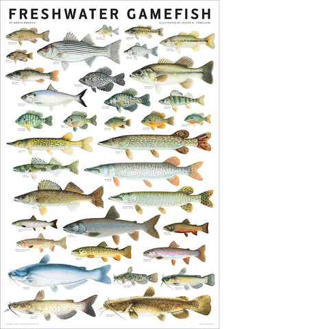 Freshwater Gamefish of North America 24x36 Poster