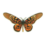 Butterflies: African Swallowtail Card