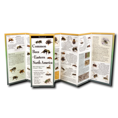 Common Bees of Eastern North America (Folding Guides)