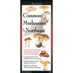Common Mushrooms of the Northeast (Folding Guides)