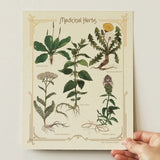 Medicinal Herbs Print
