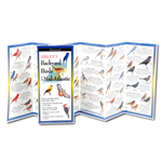 Sibley's Backyard Birds of Mid-Atlantic (Folding Guides)