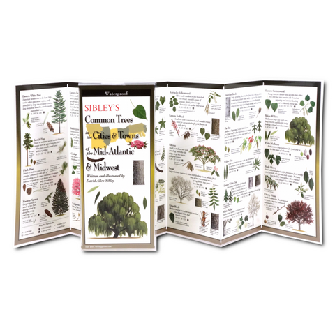 Sibley's Common Trees in the Cities & Towns of the Mid-Atlantic & Midwest (Folding Guides)