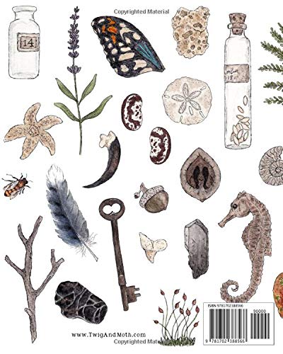 A Collection of Curiosities: A Sketchbook (Twig & Moth) – nature+nurture