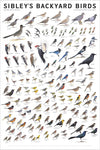 Sibley Backyard Birds of Eastern North America 24x36 Poster