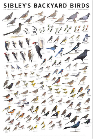 Sibley Backyard Birds of Eastern North America 24x36 Poster