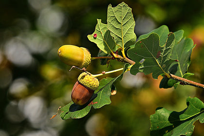 Acorns