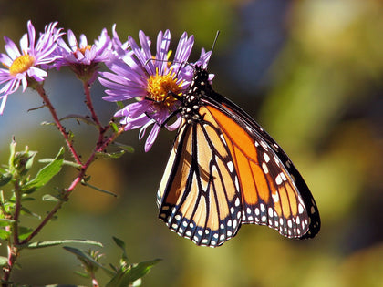 Monarchs