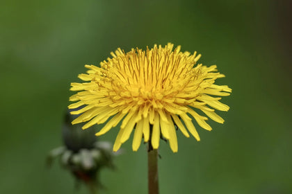 Dandelions