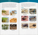 Coastal Life of the Atlantic & Gulf Coasts: Easily Identify Seashells, Beachcombing Finds, and Iconic Animals