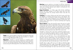 Birds of Prey of the Midwest (Bird Identification Guides) by Stan Tekiela