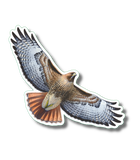 Red-Tailed Hawk Nature Sticker