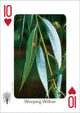 Trees of the Midwest (Nature's Wild Cards)