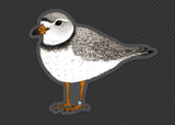 Piping Plover Clear Background Waterproof Sticker Birds