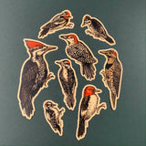 Red Bellied Woodpecker Sticker