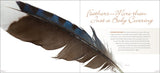 Feathers: A Beautiful Look at a Bird's Most Unique Feature