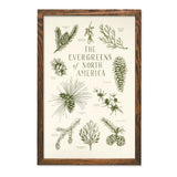 Evergreens of North America Letterpress Chart