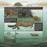 What Goes on Inside a Beaver Pond? by Becky Cushing Gop