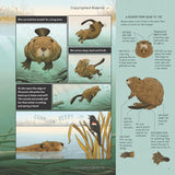 What Goes on Inside a Beaver Pond? by Becky Cushing Gop