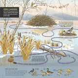 What Goes on Inside a Beaver Pond? by Becky Cushing Gop