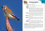 Birds of Prey of the Midwest (Bird Identification Guides) by Stan Tekiela