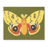 Luna Moths Fold-Out Greeting Card Box Set