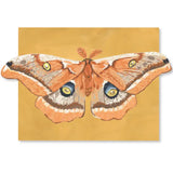 Luna Moths Fold-Out Greeting Card Box Set
