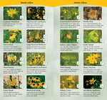 Wildflowers of the Midwest: Your Way to Easily Identify Wildflowers (Adventure Quick Guides)