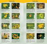 Wildflowers of the Midwest: Your Way to Easily Identify Wildflowers (Adventure Quick Guides)