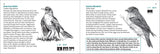 Bird Finder: Identifying Common Birds of Eastern North America (Nature Study Guides)