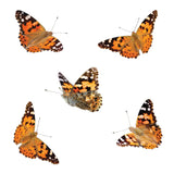 Butterfly Garden® Homeschool Edition with Prepaid Voucher
