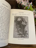 Flower Fables by Louisa May Alcott
