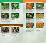 Wildflowers of the Midwest: Your Way to Easily Identify Wildflowers (Adventure Quick Guides)