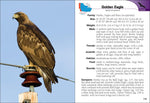 Birds of Prey of the Midwest (Bird Identification Guides) by Stan Tekiela