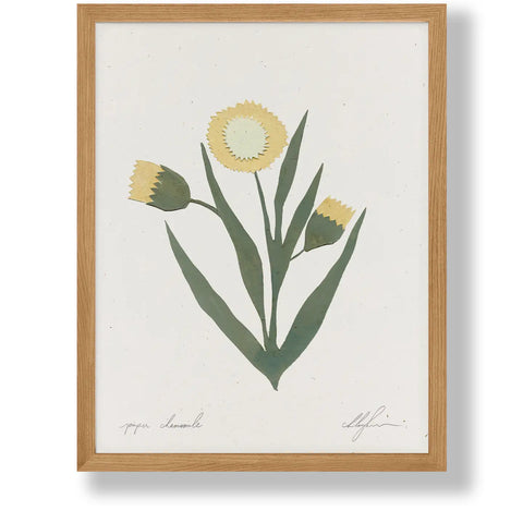 Paper Chamomile