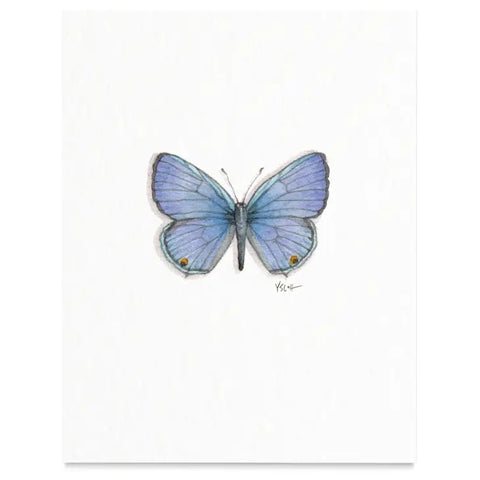 Butterflies & Moths / Prints . Xerces Blue