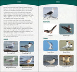Coastal Life of the Atlantic & Gulf Coasts: Easily Identify Seashells, Beachcombing Finds, and Iconic Animals
