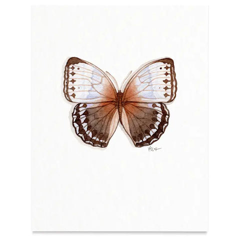 Butterflies & Moths / Prints . Northern Jungle Queen