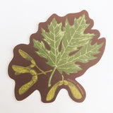 Bigleaf Maple Sticker