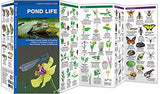 Pond Life: A Folding Pocket Guide to Familiar Plants and Animals Living in or Near Ponds, Lakes and Wetlands