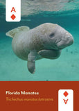 Mammals of North America Deck: 52 Playing Cards