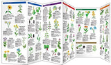 Medicinal Plants: A Folding Pocket Guide to Familiar Widespread Species