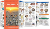 Seashells: A Folding Pocket Guide to Familiar North American Species