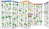 Appalachian Scenic Trail Trees & Wildflowers: A Waterproof Folding Guide to Familiar Species