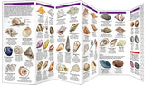 Seashells: A Folding Pocket Guide to Familiar North American Species